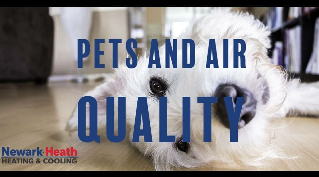 Pet Owners: How to Keep Pets and Keep Healthy Air Quality