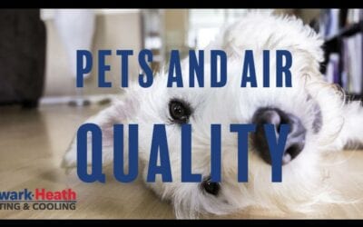 Pet Owners: How to Keep Pets and Keep Healthy Air Quality